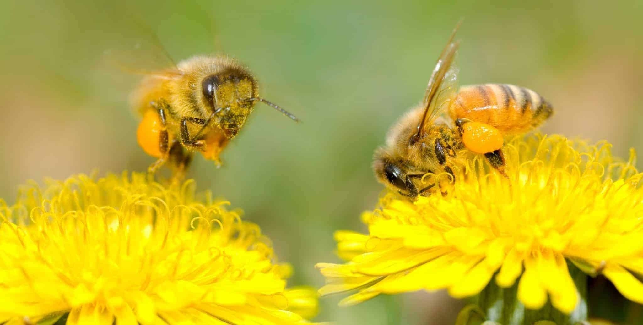 Pollinator Week and Pollinator Partnership