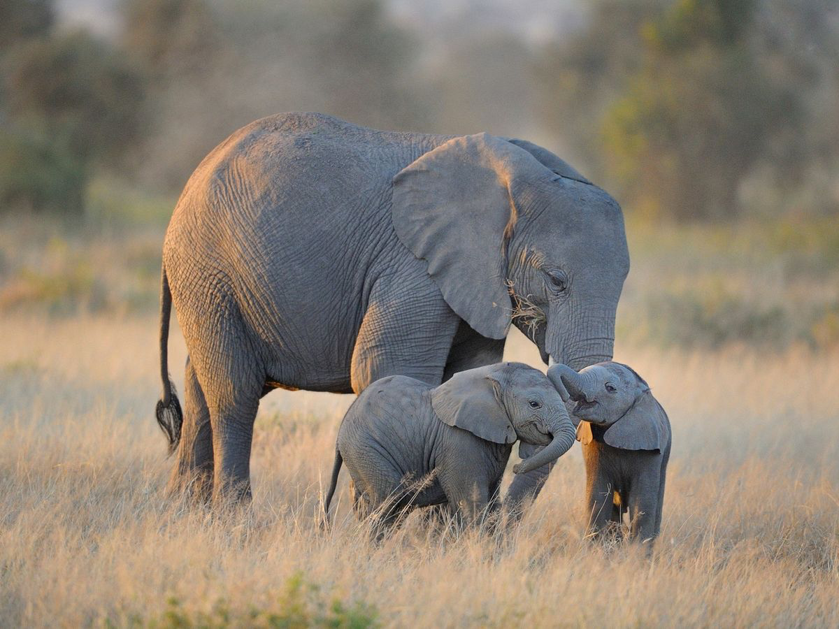 Rare twin baby elephants born in Kenya