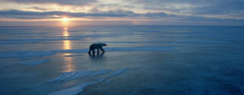 Let's Save the Arctic